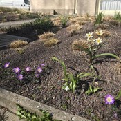 Showtuin Aartselaar Galanthus Pennisetum Tulipa Anemone Showtuin rreac04 Publiek Aartselaar Galanthus Pennisetum Tulipa Anemone